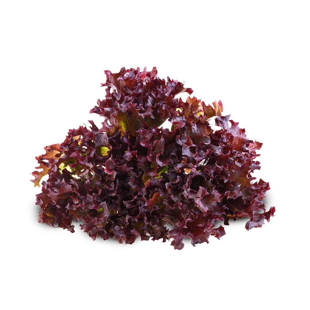 Verduras Lechuga Italiana Sangriapz