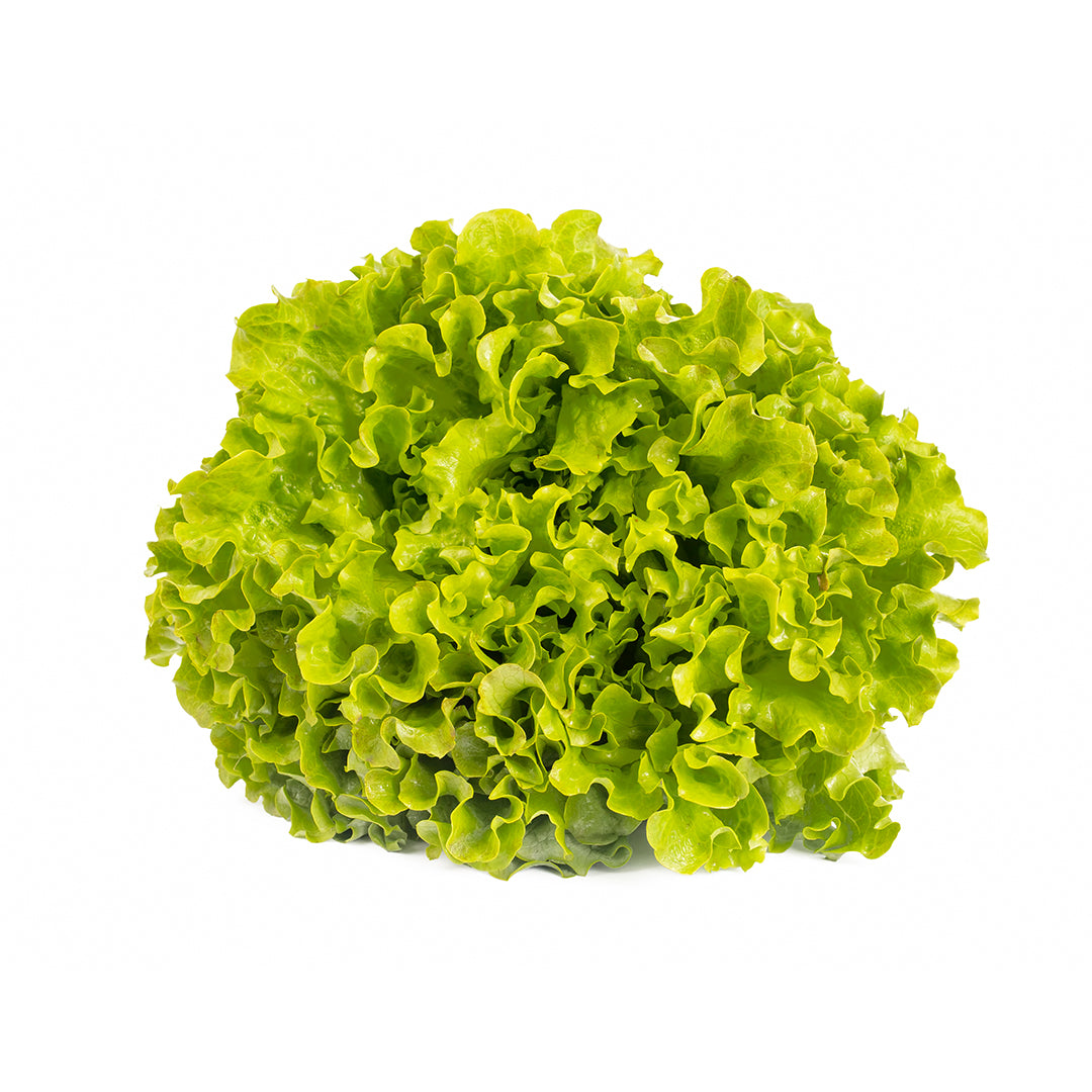 Verduras Lechuga Italiana Verde Pz