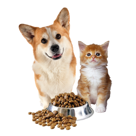 Mascotas