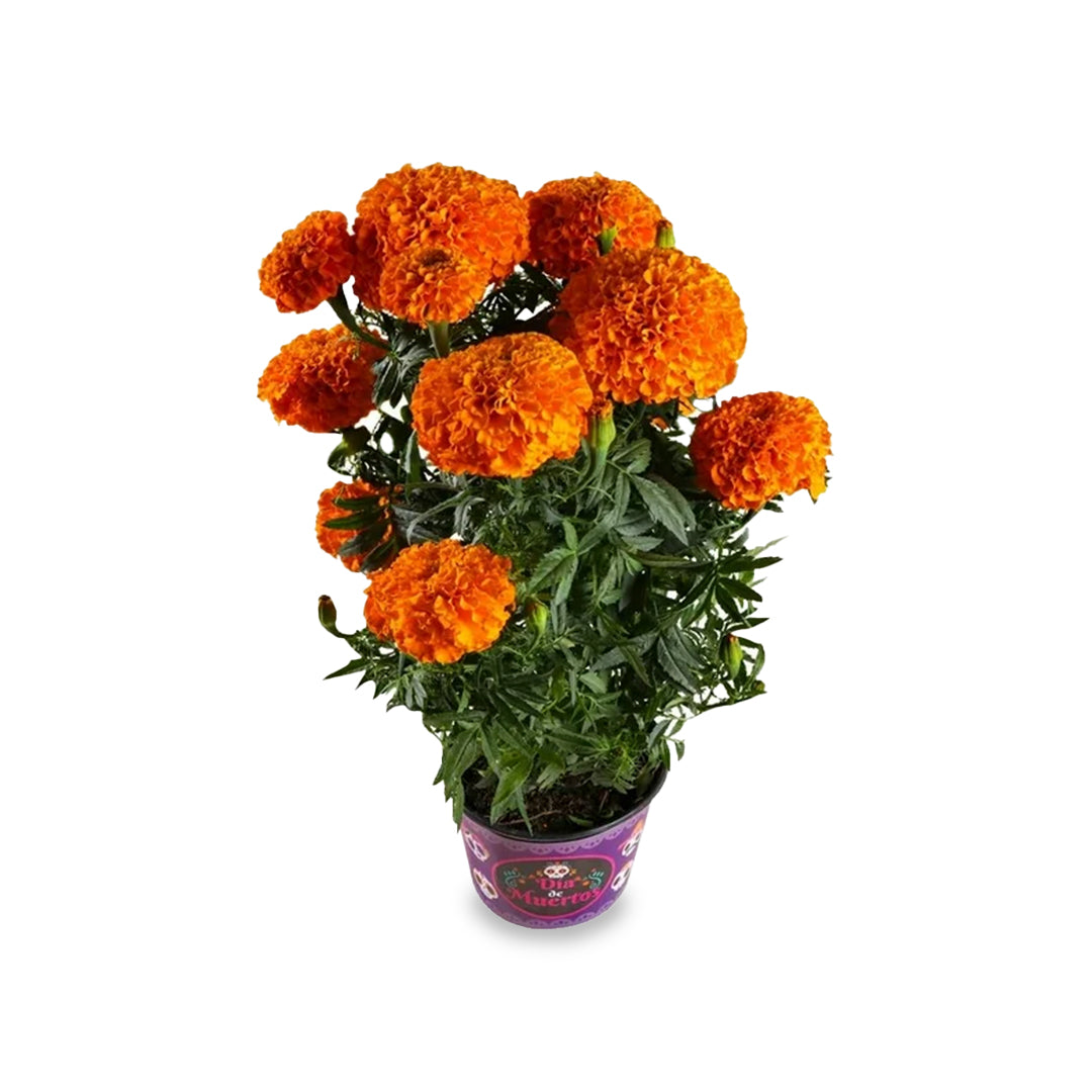 Verduras Flor De Cempasuchil Oferta Pz